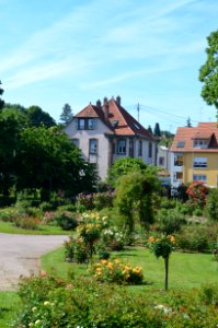 Saverne, Roseraie (14)