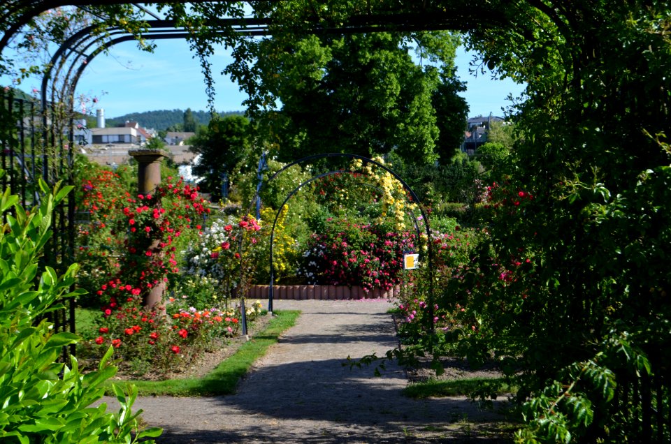 Saverne, Roseraie (4)