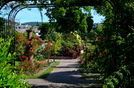 Saverne, Roseraie (4)
