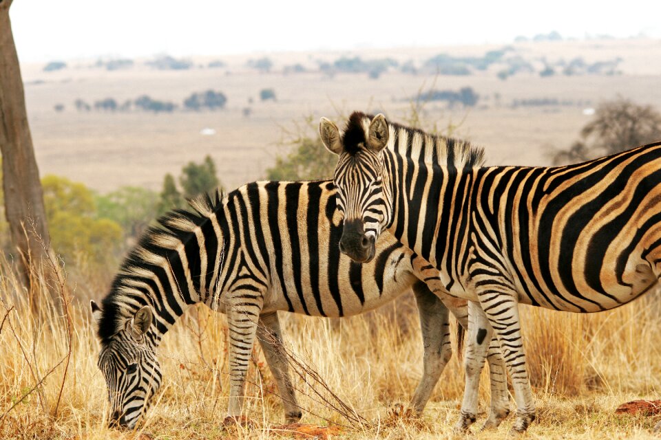 Wildlife veld nature