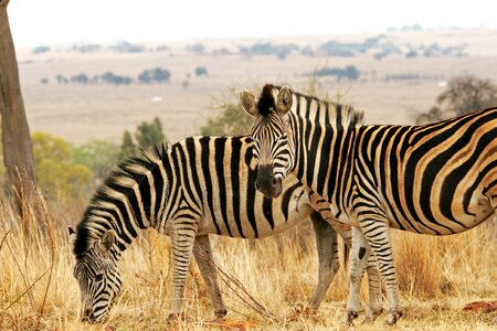Wildlife veld nature