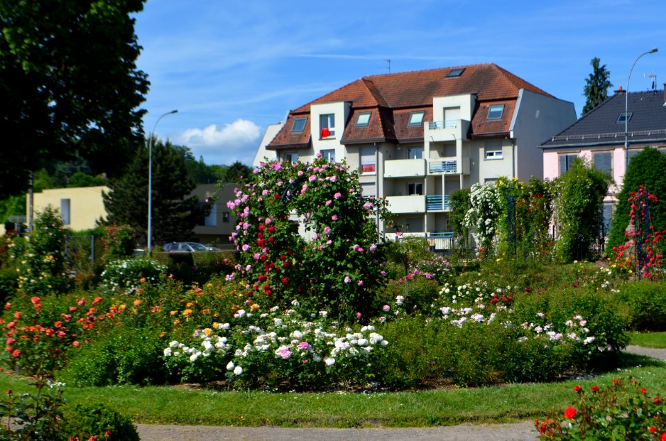 Saverne, Roseraie (15)