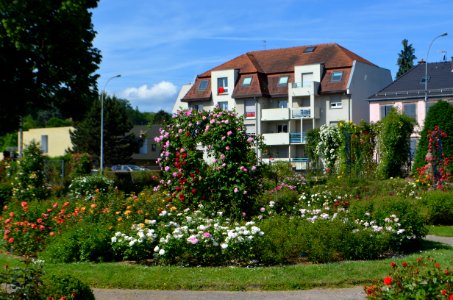 Saverne, Roseraie (15)