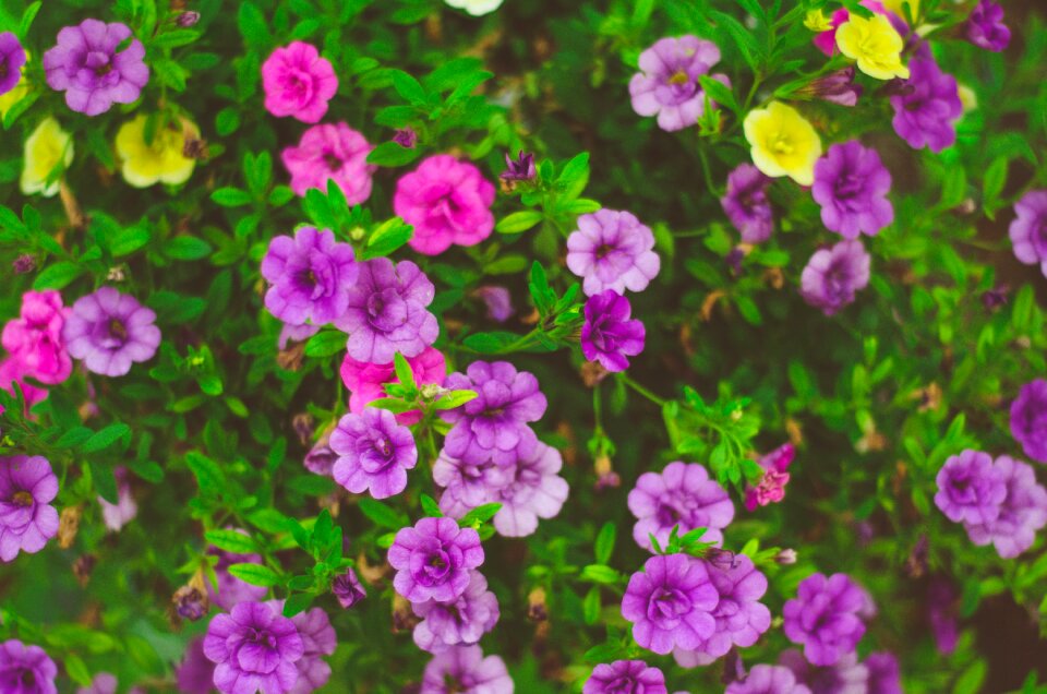 Spring nature flower garden