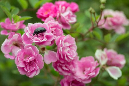 Green spring insects