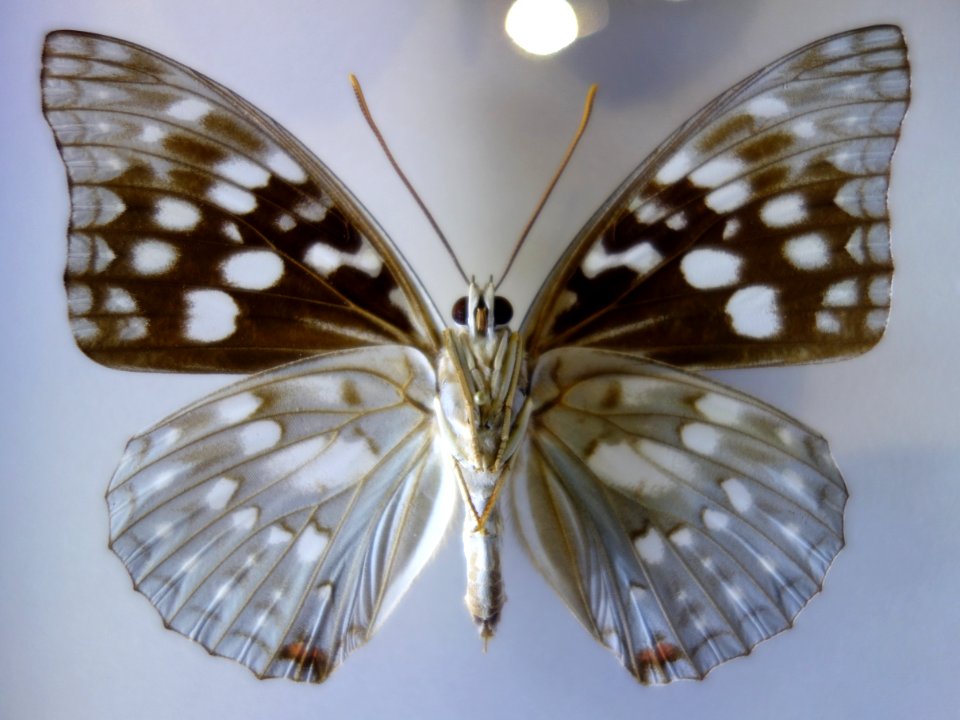 Sasakia charonda - National Museum of Nature and Science, Tokyo - DSC06787