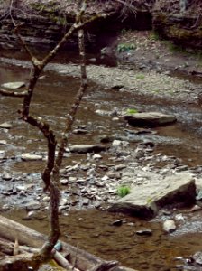 Saw Mill Run, Seldom Seen, 2021-04-18, 01