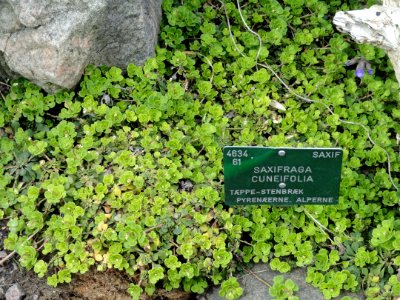 Saxifraga cuneifolia - Copenhagen Botanical Garden - DSC07517 photo