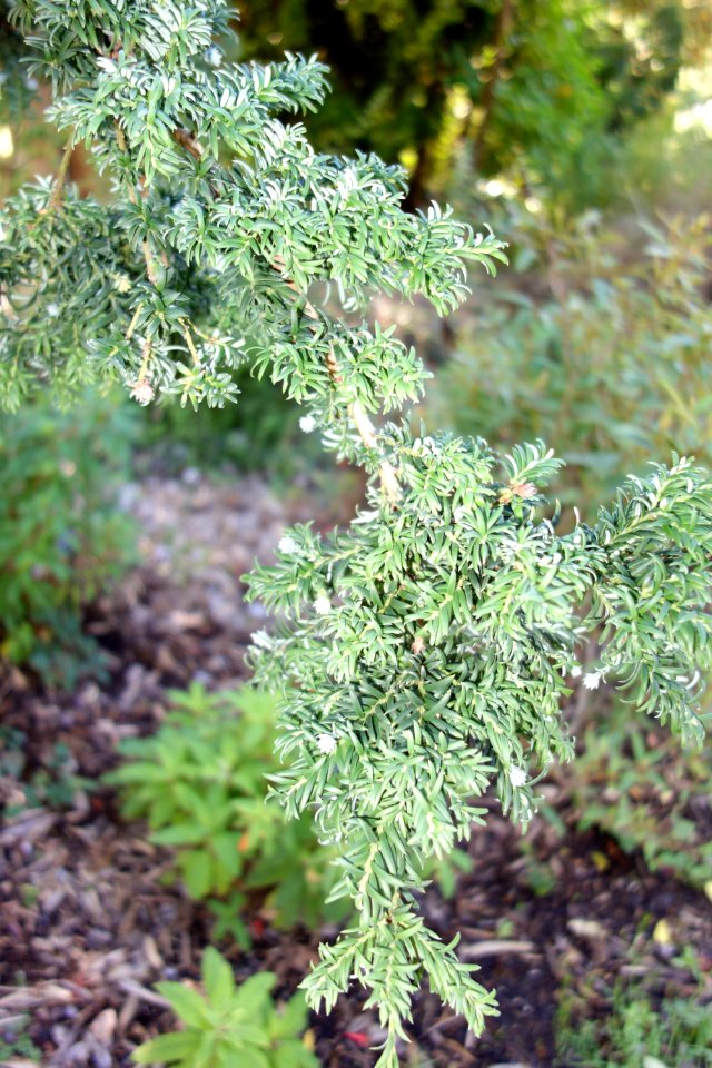 Saxegothaea conspicua - San Francisco Botanical Garden - DSC09859