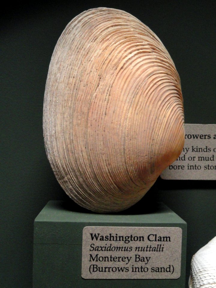 Saxidomus nuttalli - Pacific Grove Museum of Natural History - DSC06675