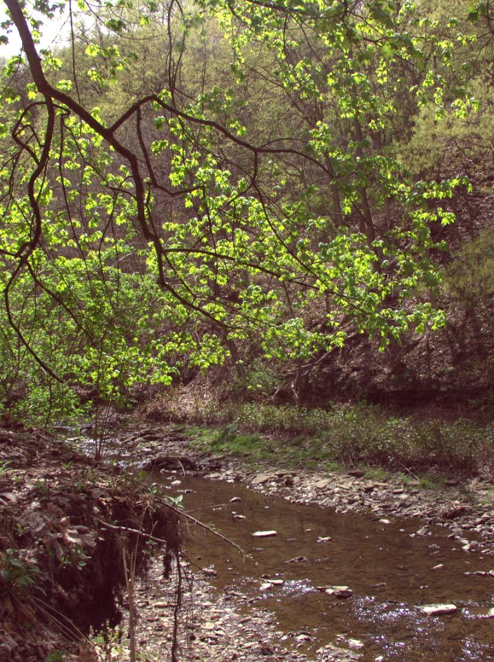 Saw Mill Run, Seldom Seen, 2021-04-18, 02