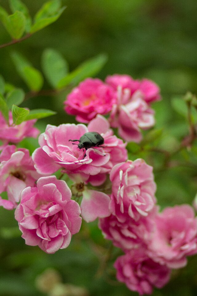 Green spring insects