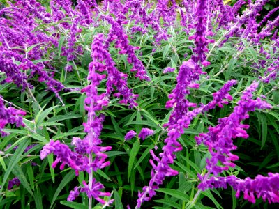 Sauges violettes
