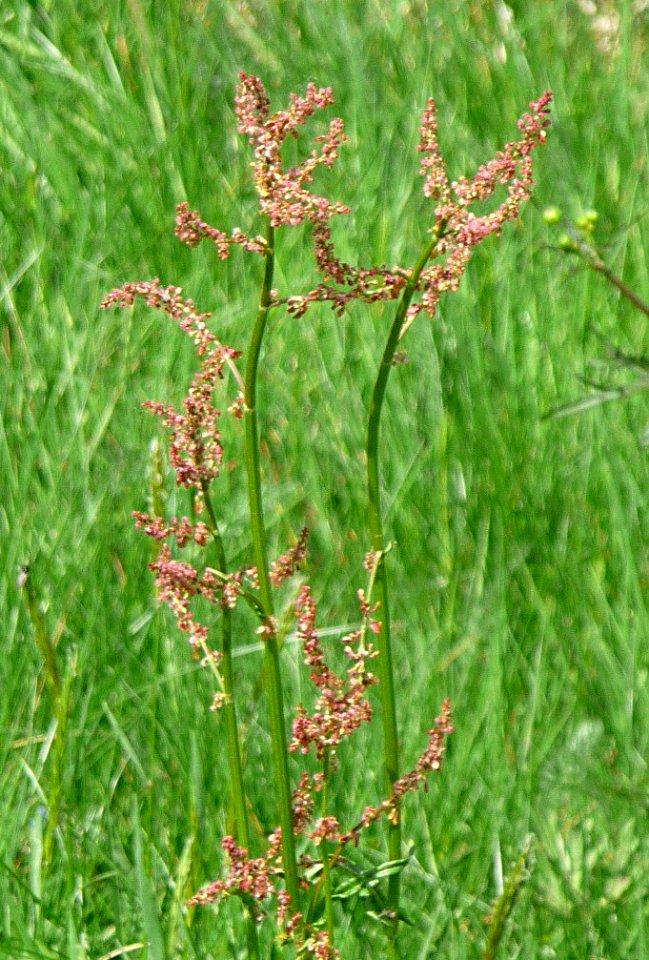 Sauer-Ampfer Kohlbruck