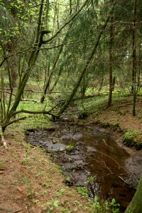 Saynbach Source Region Quellgebiet 3