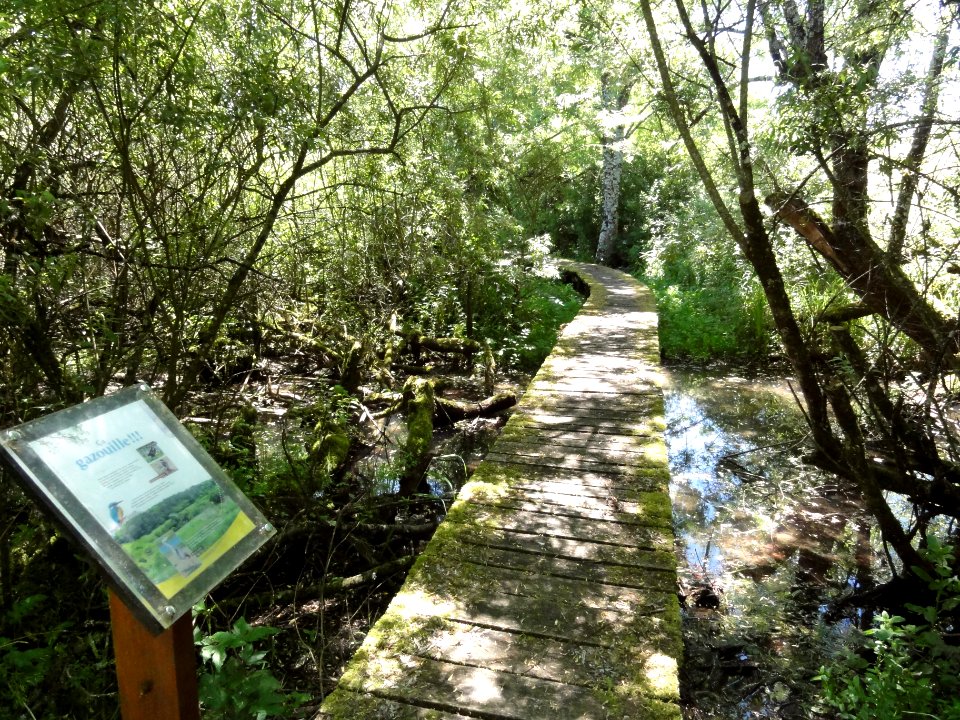 Saucourt, marais des Grands Prés (03)