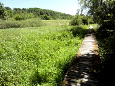 Saucourt, marais des Grands Prés (04)