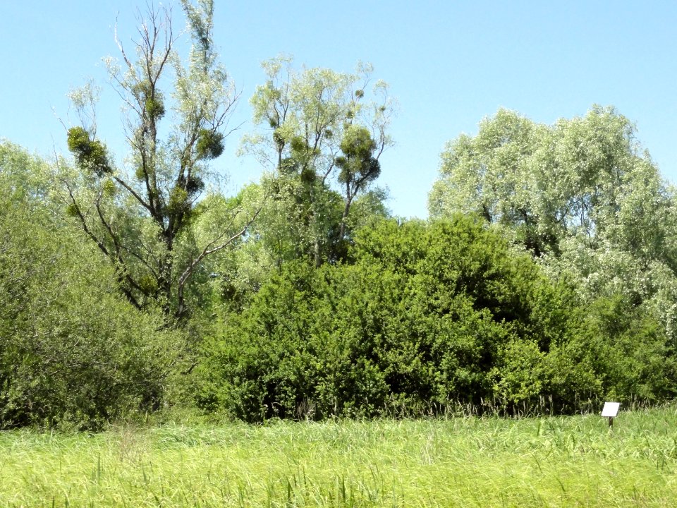 Saucourt, marais des Grands Prés (06)