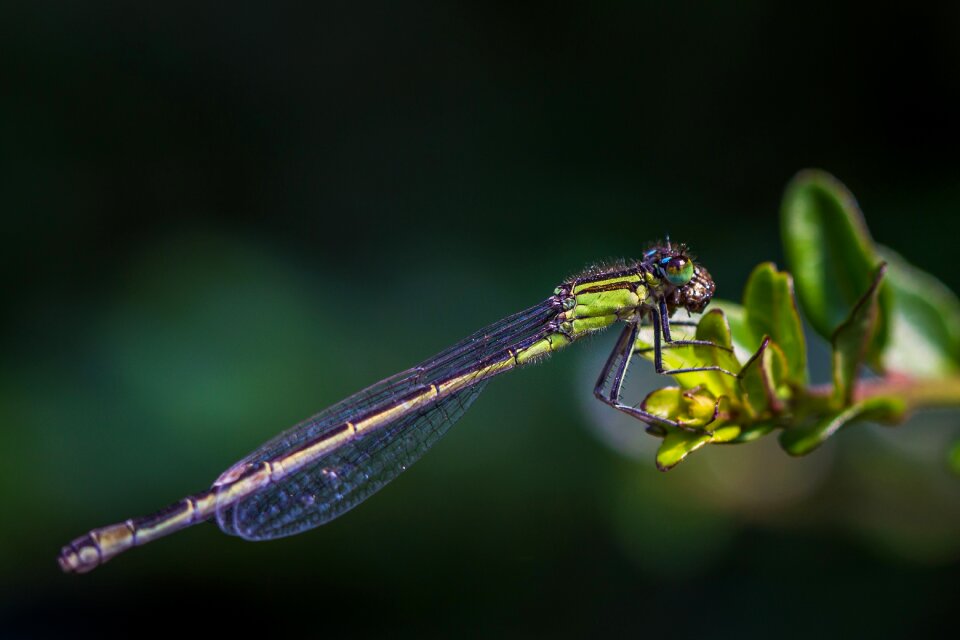 Nature water close up