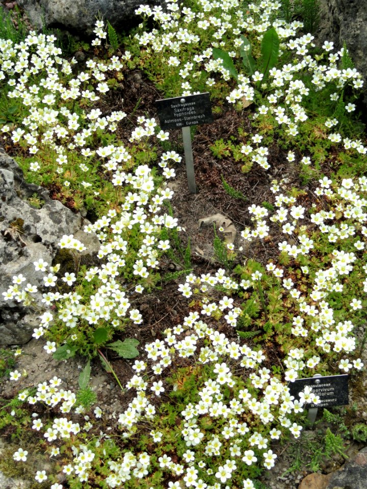 Saxifraga hypnoides - Botanischer Garten Freiburg - DSC06423