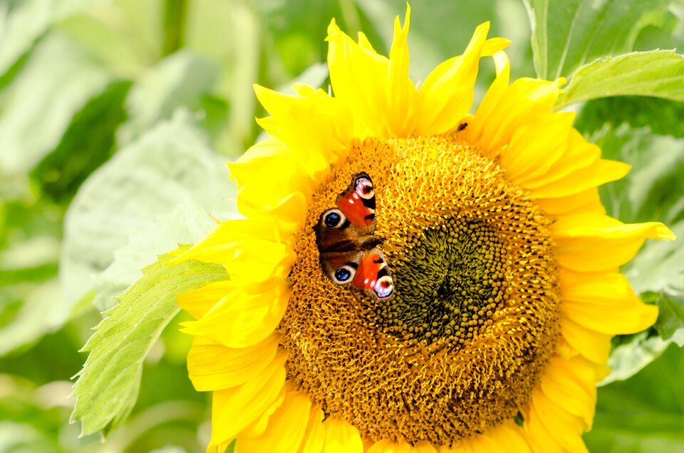 Garden nature flower