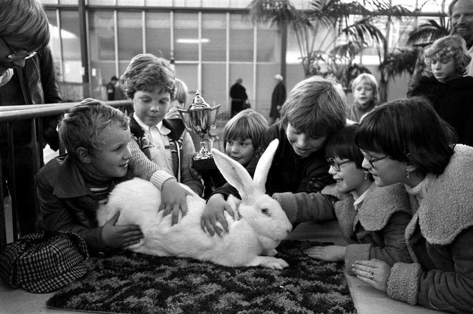 SAVOA kleindierententoonstelling in RAI Amsterdam winnend konijn, Bestanddeelnr 929-4577