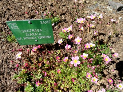 Saxifraga exarata - Copenhagen Botanical Garden - DSC07476