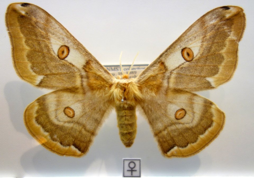Saturnia jonasii - National Museum of Nature and Science, Tokyo - DSC07455
