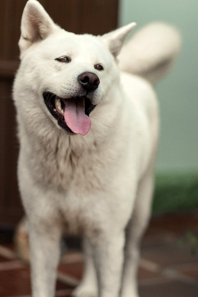 Akita inu breed japanese
