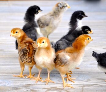 Poultry bird fowl photo