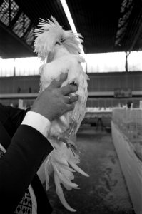 SAVOA kleindierententoonstelling in RAI Amsterdam een van de deelnemende hoende, Bestanddeelnr 929-4559
