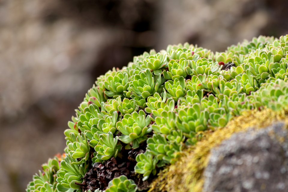 Saxifraga urumoffii, Royal Botanic Garden Edinburgh, Scotland, GB, IMG 3765 edit