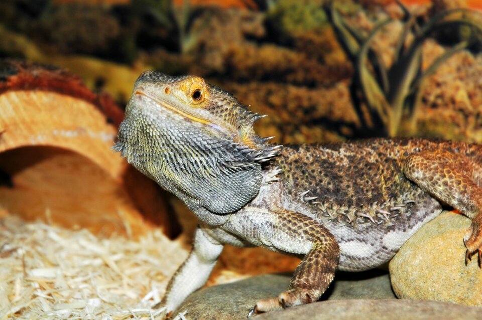 Dragon bearded brown dragon photo