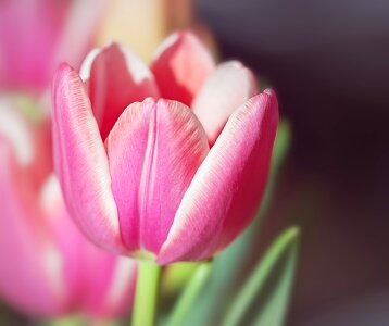 Bloom white pink spring