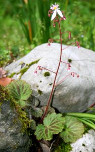 Saxifraga stolonifera in Taga Shiga 2011-06-04