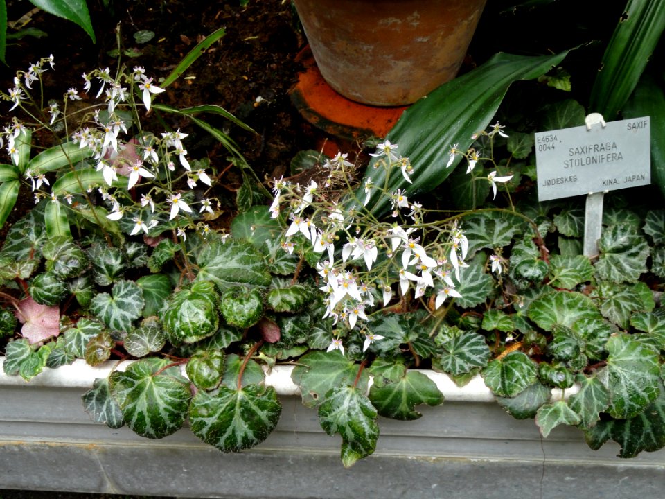 Saxifraga stolonifera - Copenhagen Botanical Garden - DSC07998