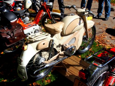 Sarolea pic2