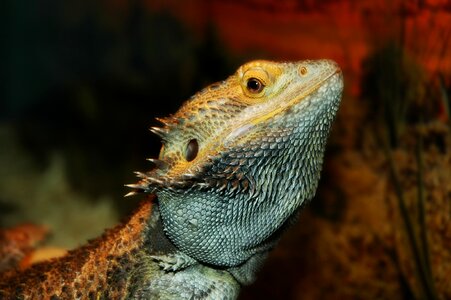 Pet dragon bearded photo