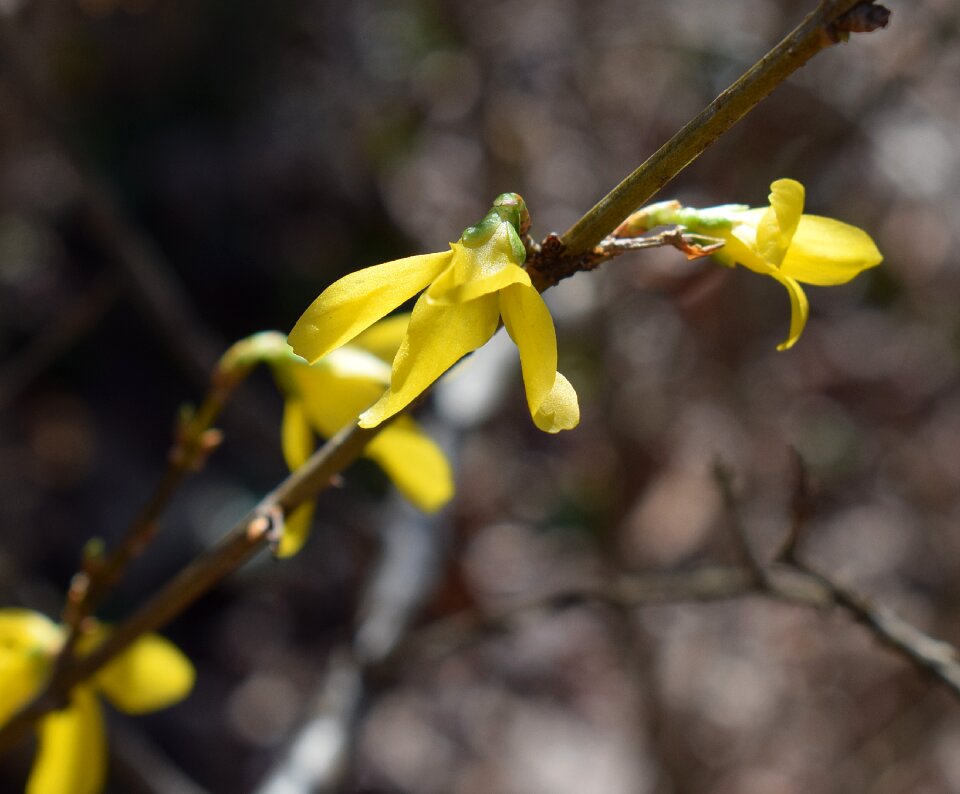 Plant flower blossom bloom spring