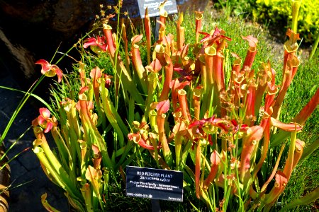 Sarracenia rubra - VanDusen Botanical Garden - Vancouver, BC - DSC06742