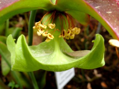 Sarracenia purpurea - Botanischer Garten Freiburg - DSC06355