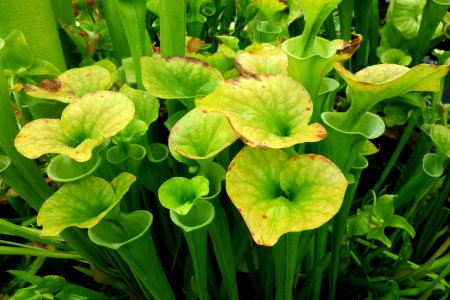 Sarracenia flava - Conservatory of Flowers - San Francisco, CA - DSC03156
