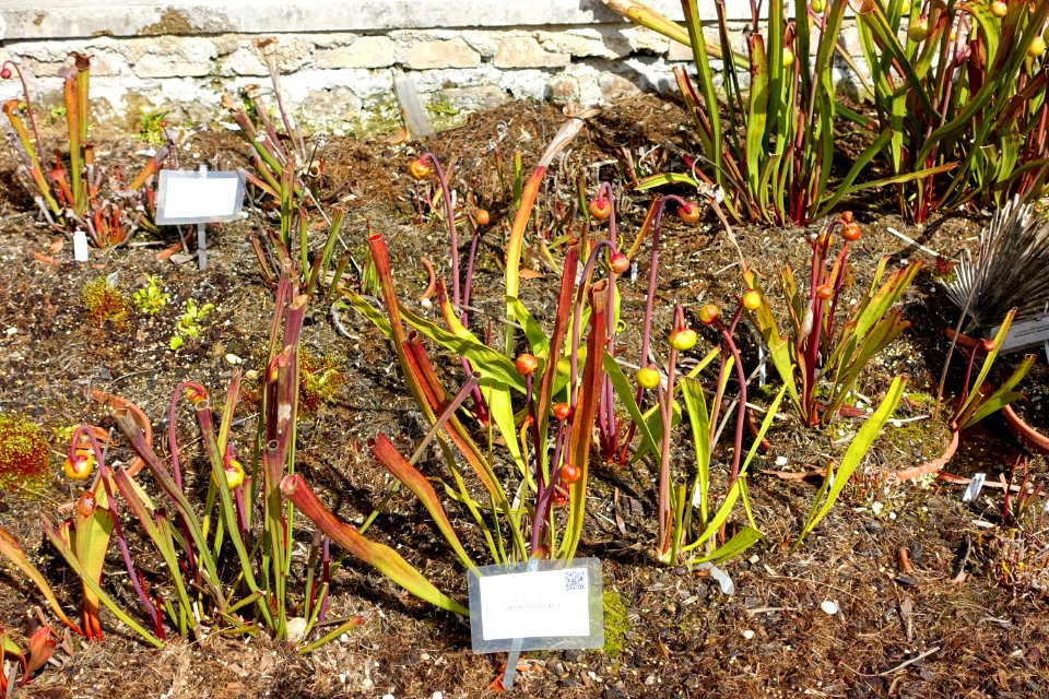 Sarracenia flava - Orto botanico - Rome, Italy - DSC09965