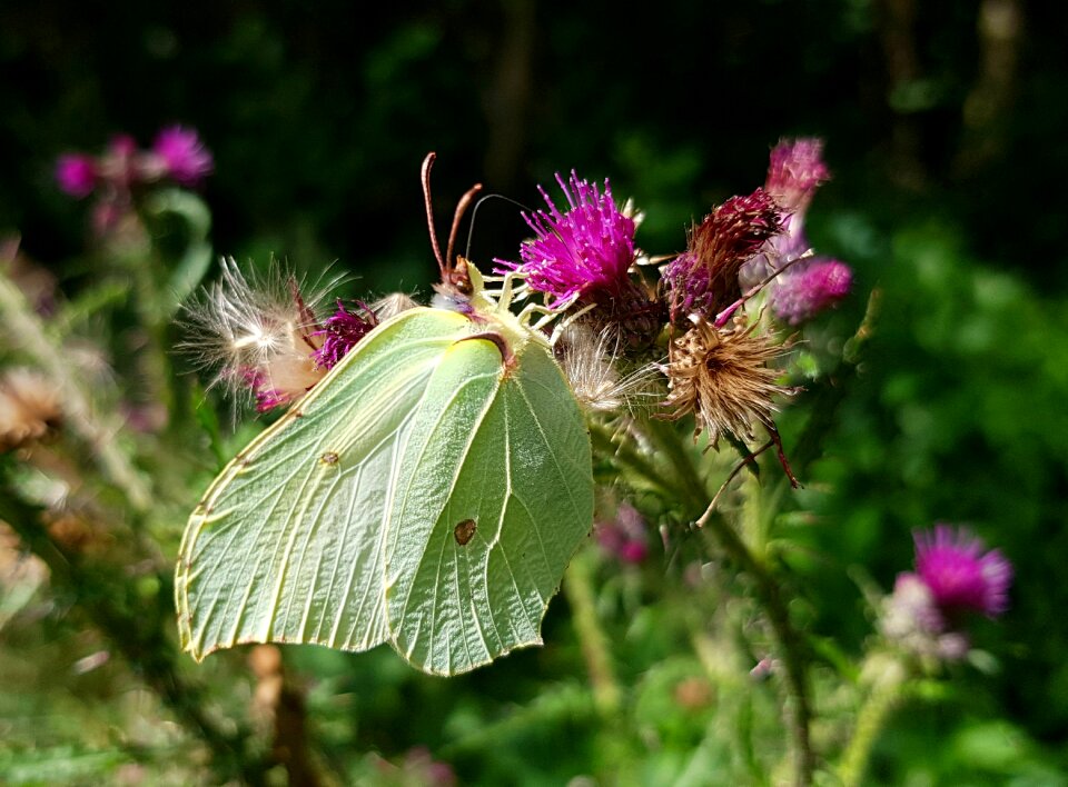 Butterflies nature insect