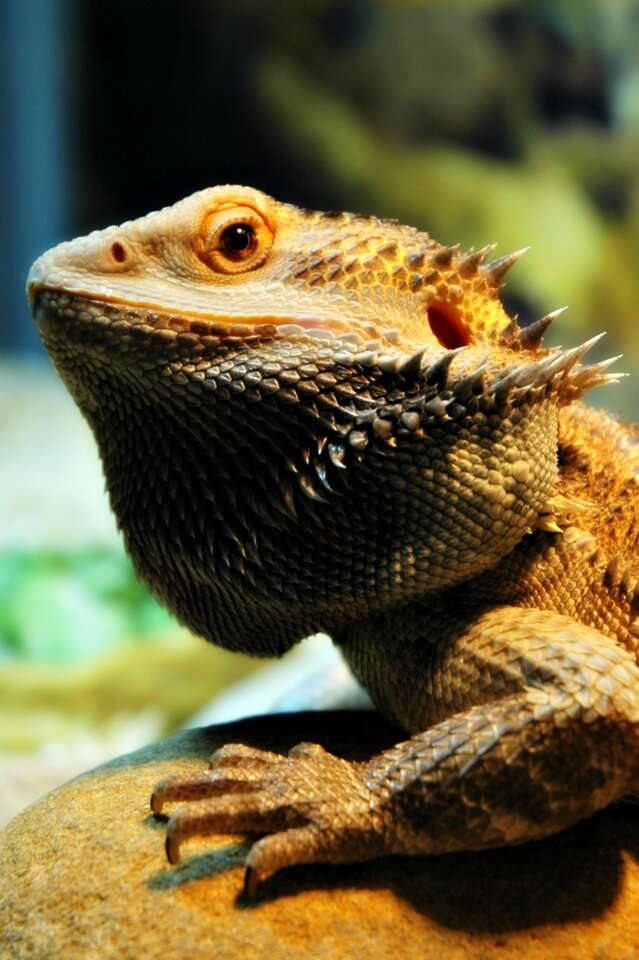 Pet dragon bearded