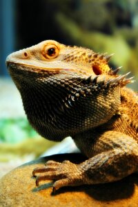 Pet dragon bearded photo