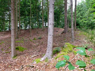 Sarmingstein-Oberoesterreich-Huegelburg-Plateau