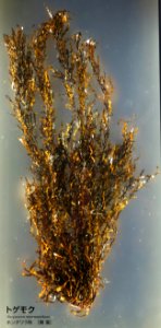 Sargassum micracanthum - National Museum of Nature and Science, Tokyo - DSC07633