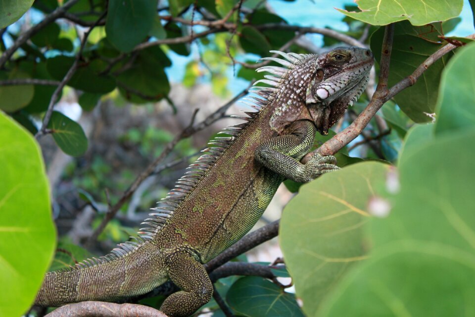 Caribbean nature wildlife