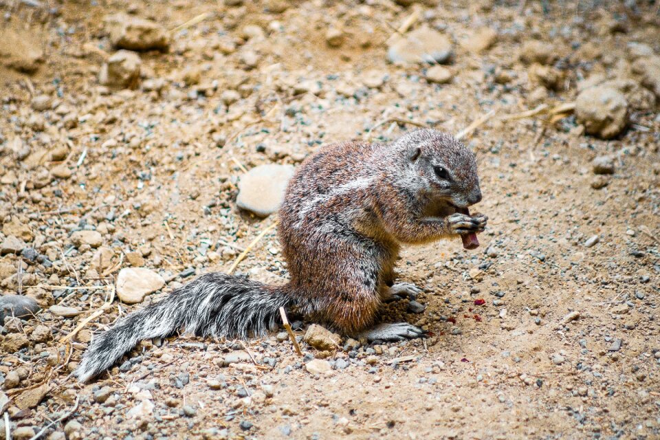 Mammal gophers prairie dog